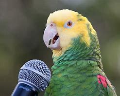 parrot.jpg